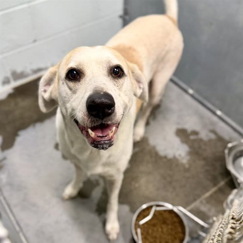 Photo of Leah, adoptable senior Labrador Retriever in Tavares, Florida