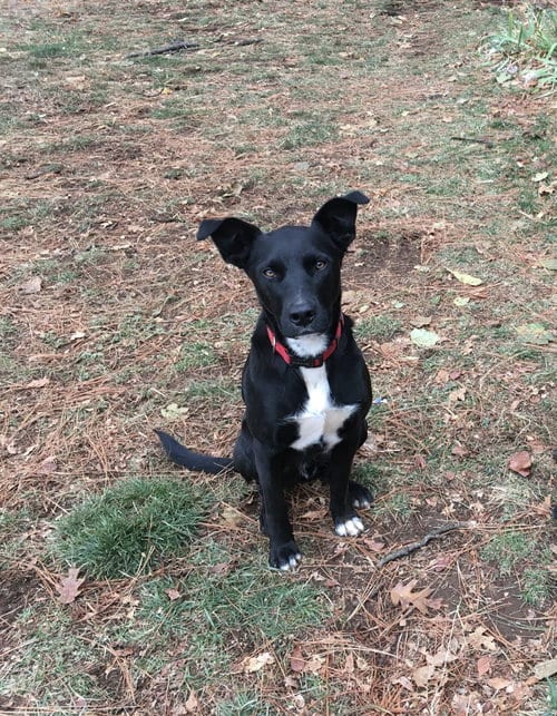Photo of Buddy *Tavernier FL, adoptable senior Labrador Retriever in SHERBURNE, New York