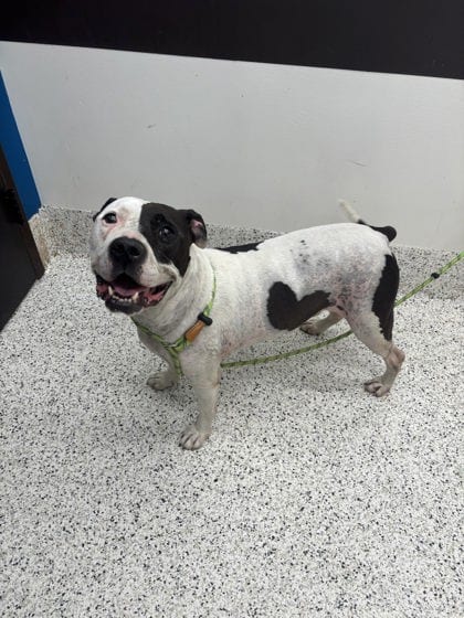 Photo of Malachi, adoptable senior dog in Atlanta, Georgia