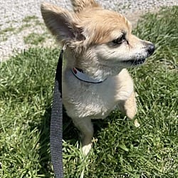 Photo of Murphy, adoptable senior Papillon in Waterloo, Illinois