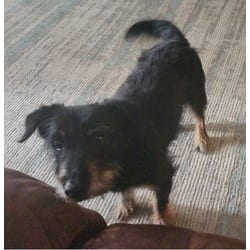 Photo of KD, adoptable senior Schnauzer (Miniature) Jack Russell Terrier in Irmo, South Carolina