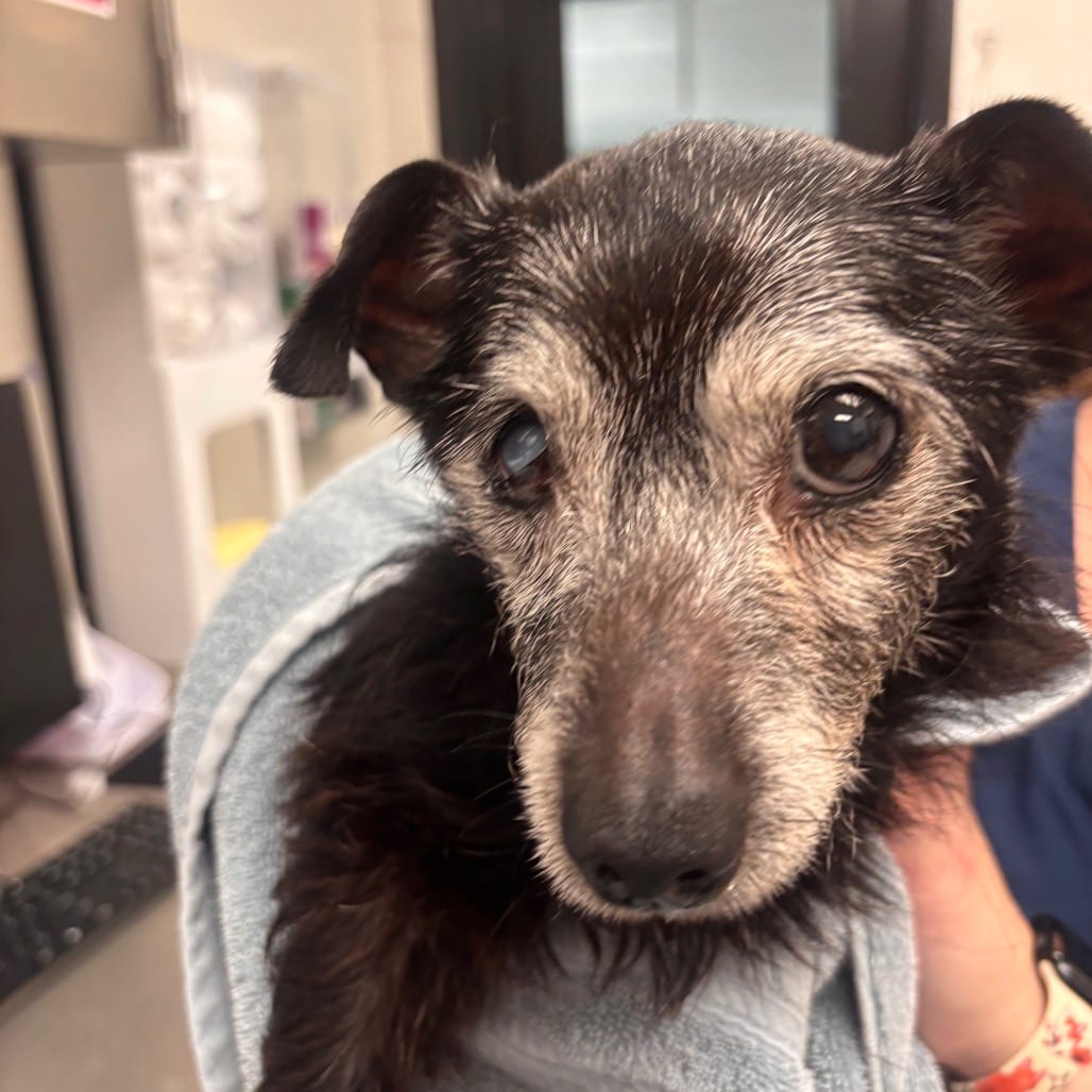 Photo of Priscilla (Gracie), adoptable senior Chihuahua in Spartanburg, South Carolina