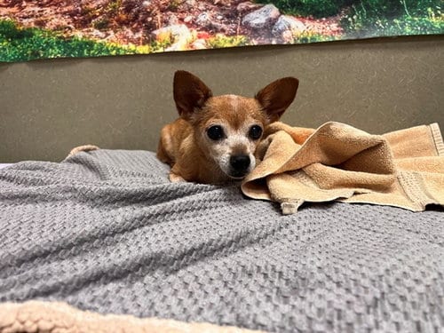 Photo of A554395, adoptable senior Chihuahua in Moreno Valley, California