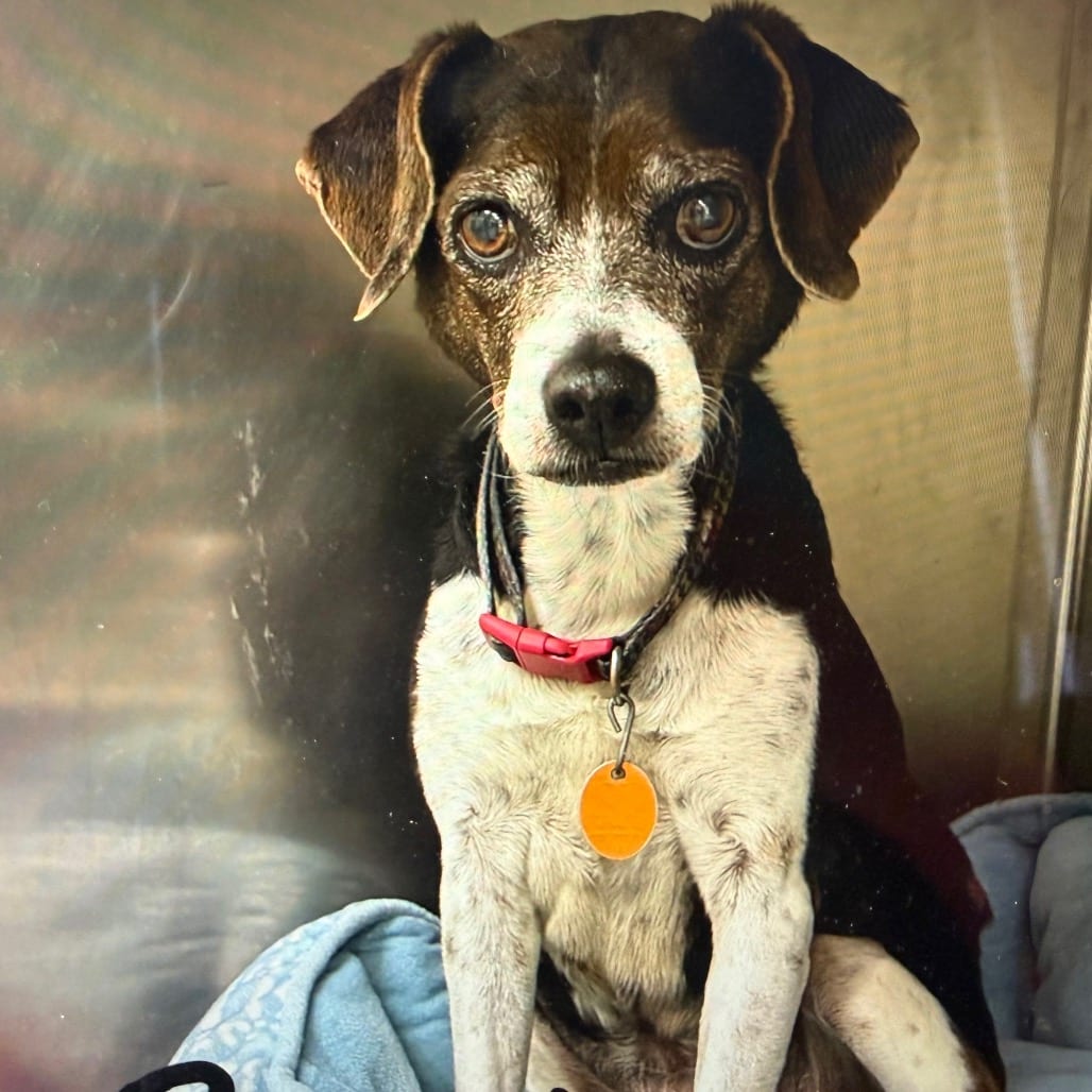 Photo of Scooby, adoptable senior Beagle in Normal, Illinois