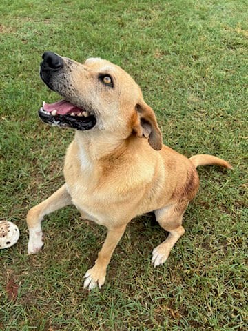 Billy The Kid, adoptable senior Yellow Labrador Retriever in Gun Barrel City, TX