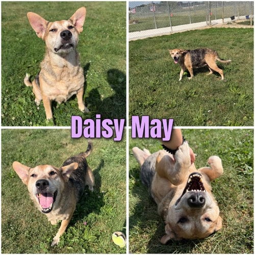 Photo of Daisy May, adoptable senior Australian Shepherd in Pierceton, Indiana