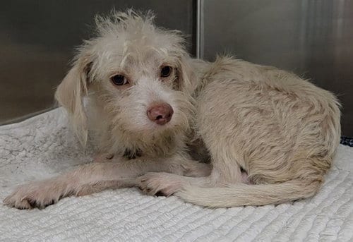 Photo of Jeffery, adoptable senior Wire-haired Pointing Griffon in Fort Lauderdale, Florida