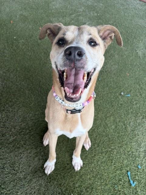 Photo of Samantha, adoptable senior American Bulldog in Miami, Florida