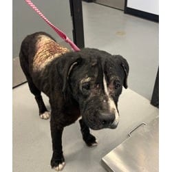 Photo of Ladybug, adoptable senior Mixed Breed (Medium) in New Castle, Delaware