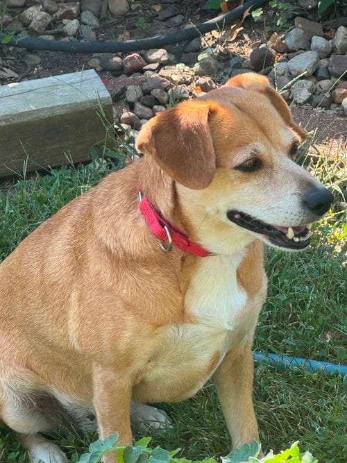 Photo of Bailey, adoptable senior Terrier in Macon, Missouri