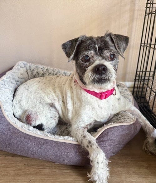 Photo of Spotty, adoptable senior Terrier in oakland, Florida