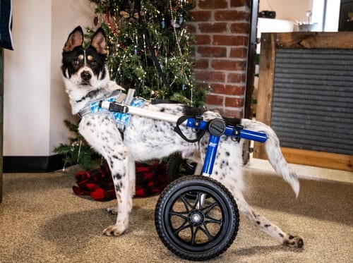 Galleta, adoptable senior Cattle Dog in St. Louis Park, MN