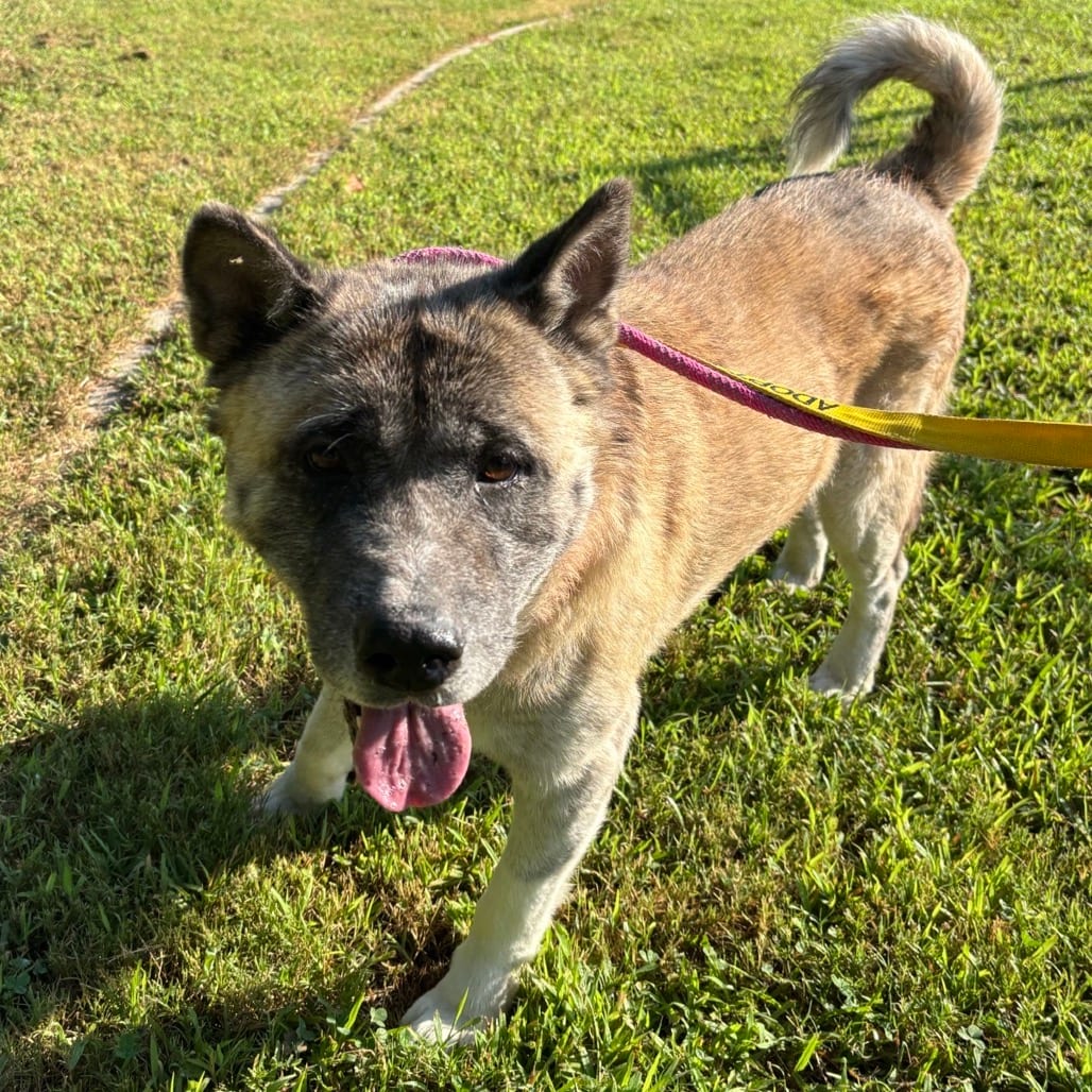 Photo of Lilo, adoptable senior Akita in Greensboro, North Carolina
