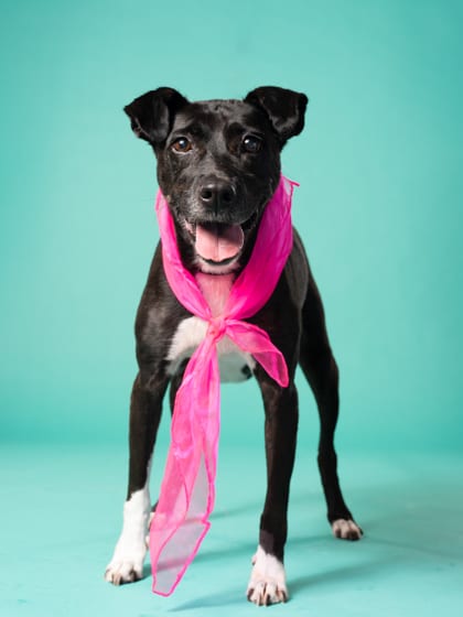 Photo of Southpaw, adoptable senior dog in Atlanta, Georgia