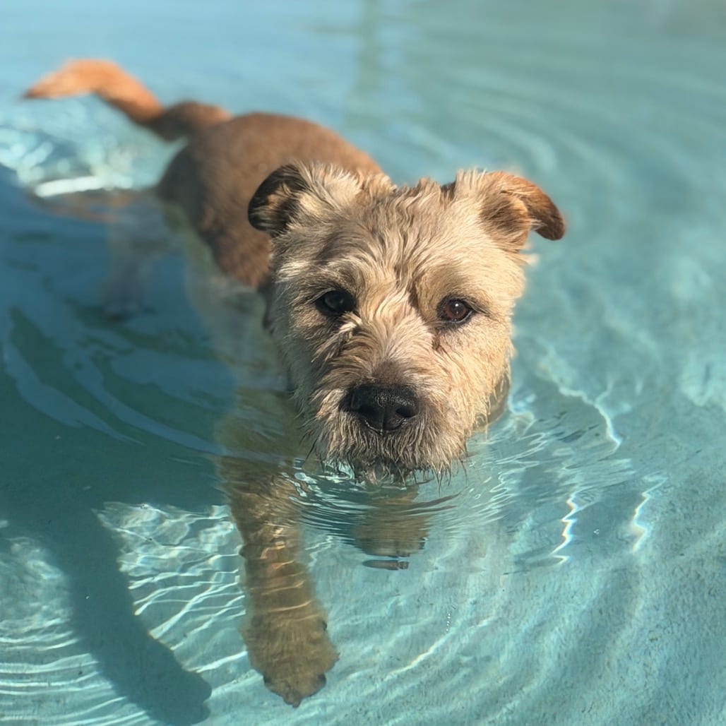 Photo of Ron Swanson, adoptable senior Terrier / Mix in Kanab, Utah
