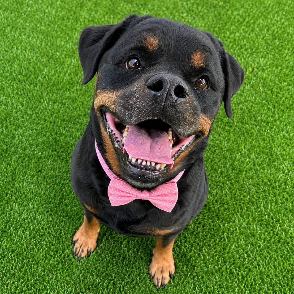 Photo of Journey, adoptable senior Rottweiler / Mixed Breed (Large) in Binghamton, New York