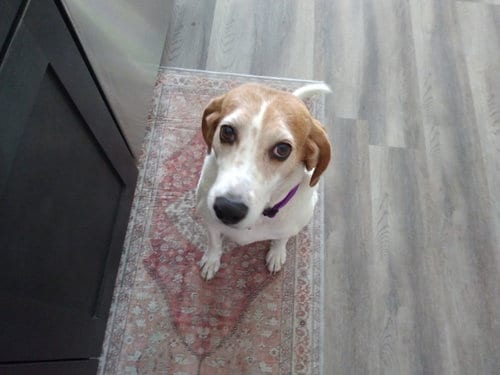 Photo of Martha, adoptable senior Beagle in Crescent City, Florida
