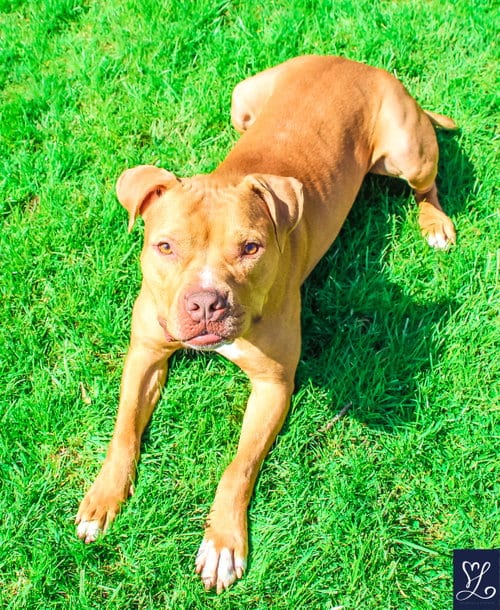 Bruno, adoptable senior American Pit Bull Terrier in Lockport, NY