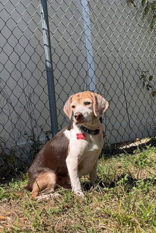 Photo of Coco Bean, adoptable senior Beagle in Tampa, Florida
