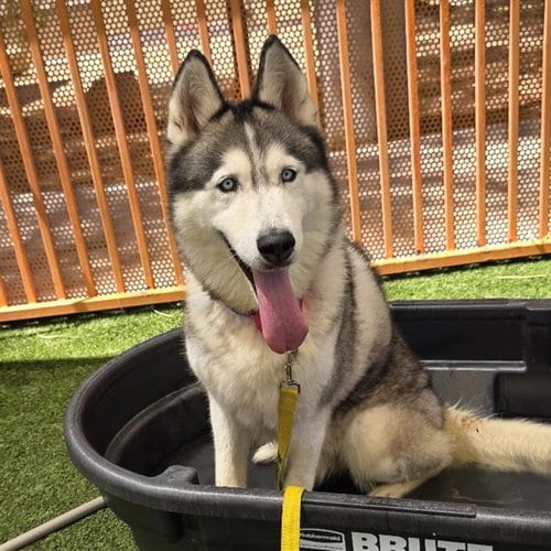 Photo of Zuma, adoptable senior Siberian Husky in Las Vegas, Nevada