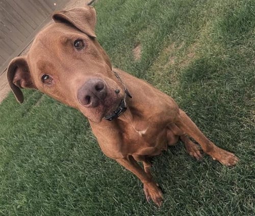 Photo of Milo, adoptable senior Pit Bull Terrier in Camarillo, California