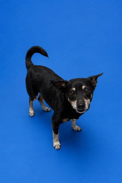 Photo of Cookie, adoptable senior Chihuahua in Miami, Florida