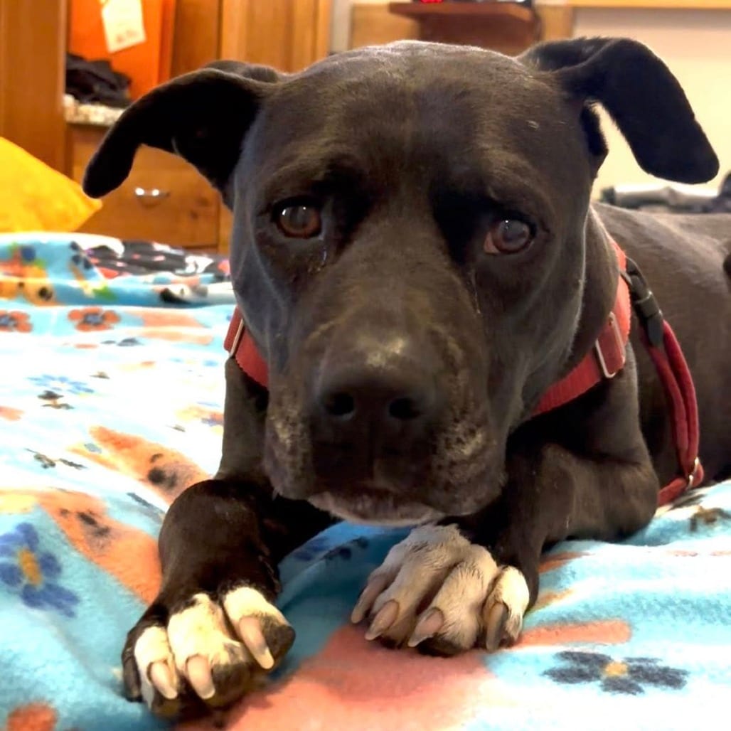 Photo of Lilac, adoptable senior Terrier, American Staffordshire in Kanab, Utah