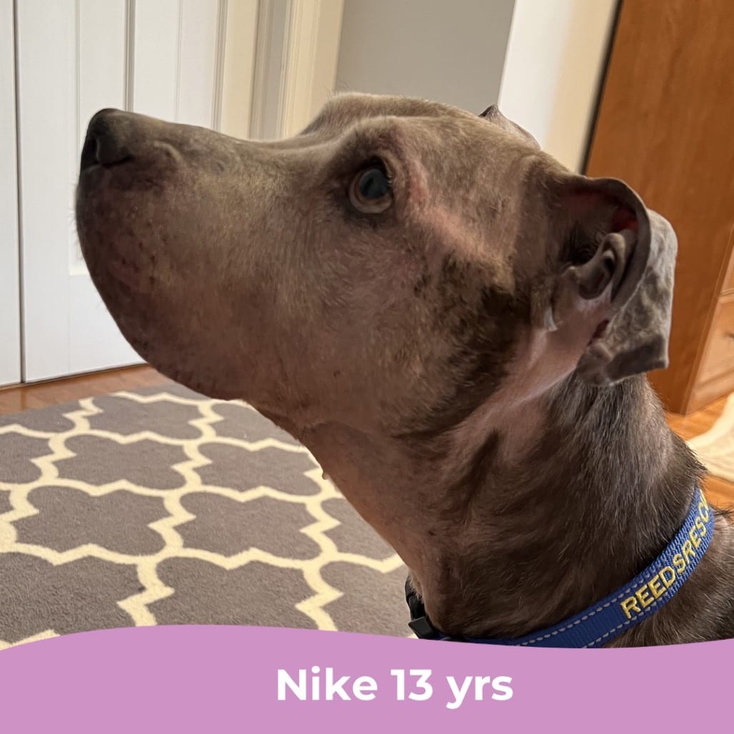 Photo of Nike, adoptable senior Mixed Breed (Large) in Maryland, Maryland