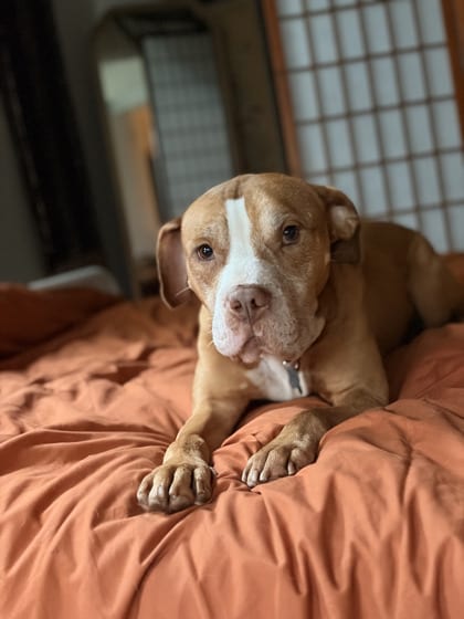 Photo of Hammond, adoptable senior dog in Atlanta, Georgia