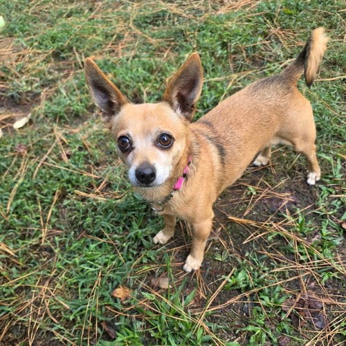 Photo of Daisy Loo, adoptable senior Chihuahua in Spring Lake, North Carolina