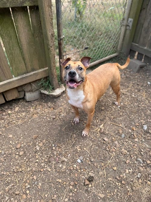 Photo of Aubrey, adoptable senior American Staffordshire Terrier in Jackson, Mississippi