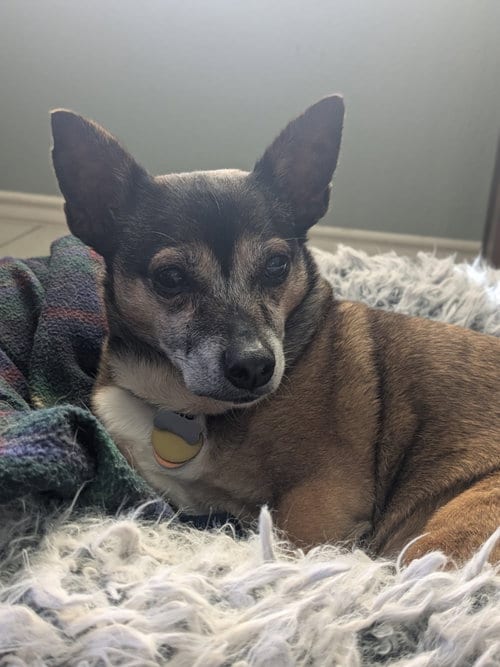 Photo of Arty, adoptable senior Dachshund in Humble, Texas
