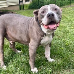 Photo of Dre, adoptable senior American Staffordshire Terrier Mixed Breed (Large) in O'Fallon, Missouri