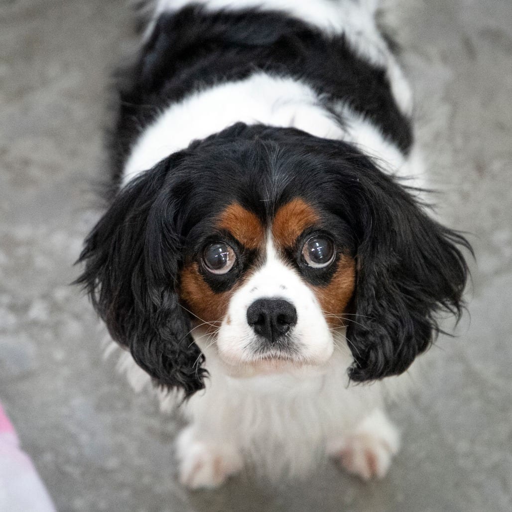 Photo of Miranda (AG26-35), adoptable senior Spaniel, Cavalier King Charles in Colorado Springs, Colorado