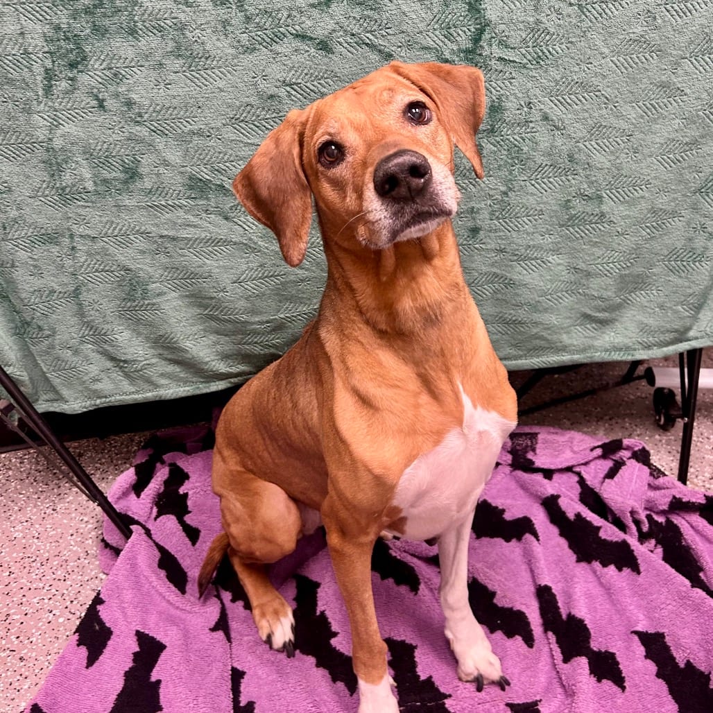 Photo of Brooke, adoptable senior Ridgeback, Rhodesian in Henderson, Nevada
