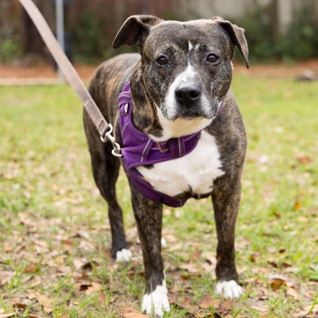 Photo of Bolo, adoptable senior Mixed Breed (Large) in Gainesville, Florida