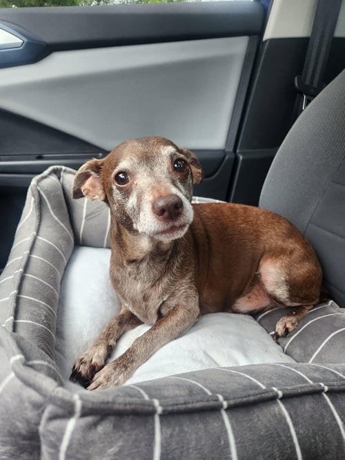 Photo of Killer, adoptable senior Chihuahua in Texarkana, Texas