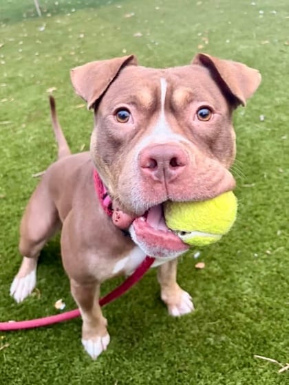 Photo of Bean Pie, adoptable senior dog in Baltimore, Maryland