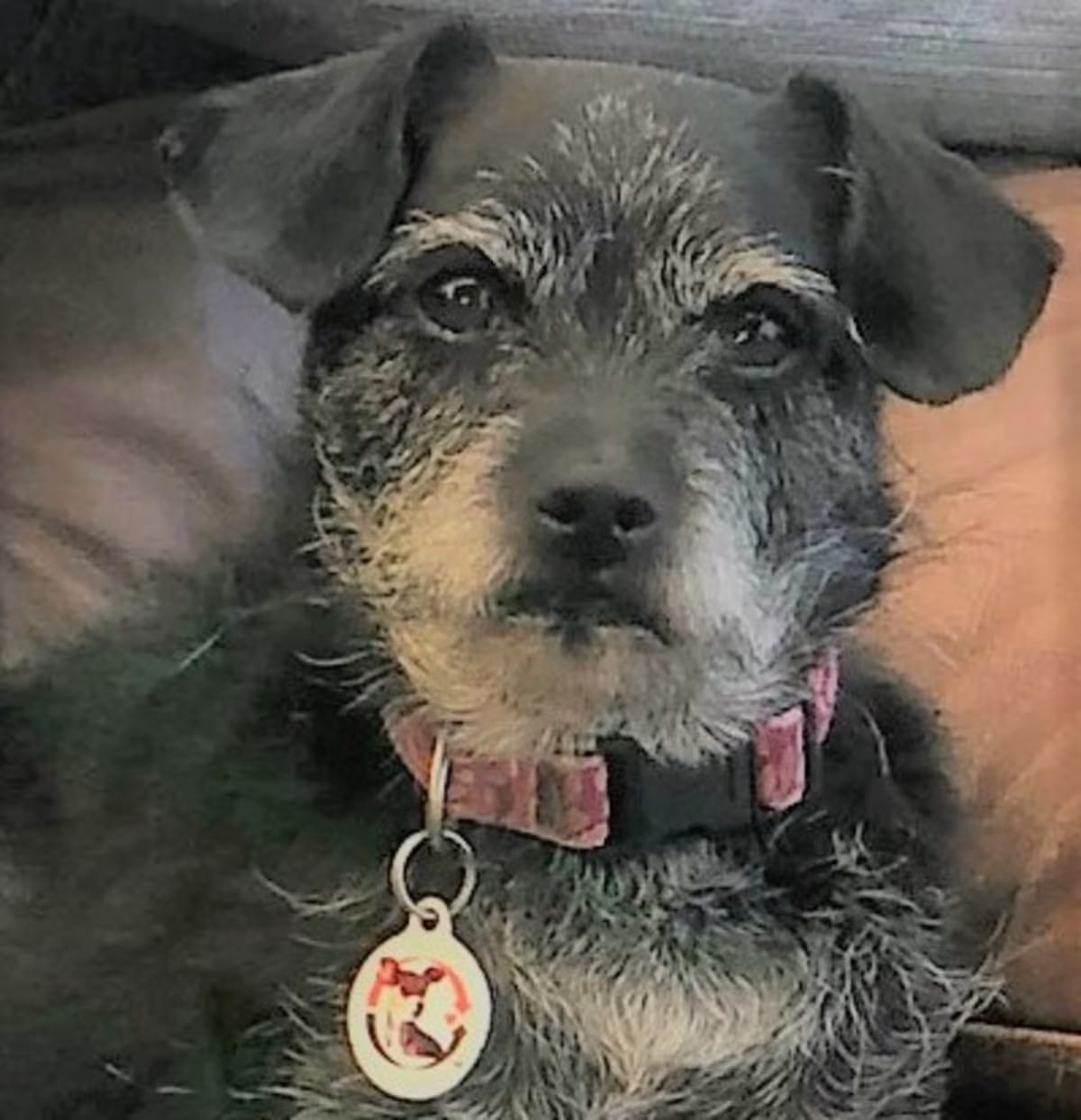 Photo of Lucy, adoptable senior Schnauzer (Miniature)/Hound (Unknown Type) in Inland Empire, California