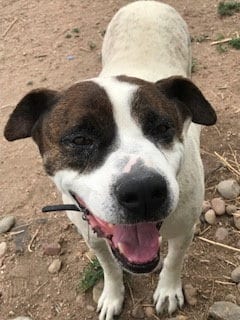 Photo of Rocky heeler, adoptable senior Red Heeler in westminster, Colorado