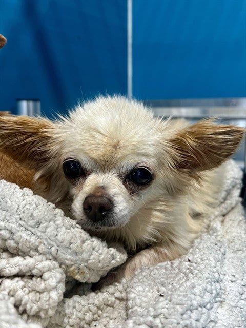 Photo of Frosty, adoptable senior Chihuahua in Forestville, Maryland