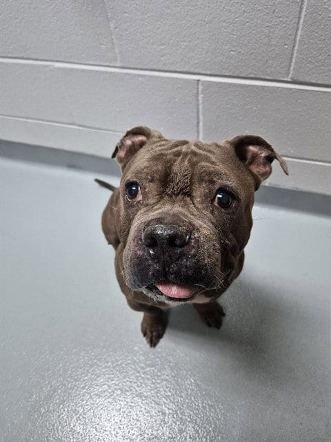 Photo of Squishy, adoptable senior Pit Bull Terrier in St. Cloud, Florida