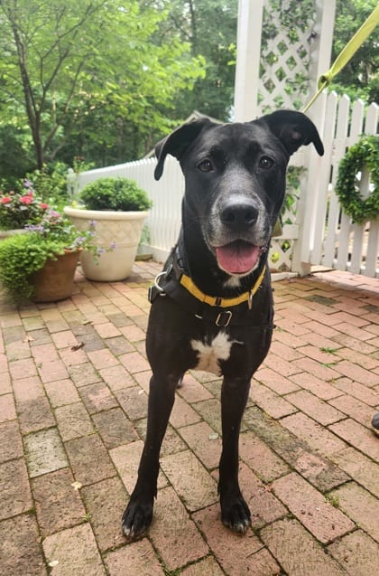 Photo of Power Girl, adoptable senior dog in Chamblee, Georgia