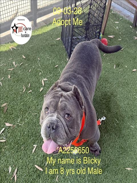 Photo of Blicky, adoptable senior Pit Bull Terrier in Los Angeles, California