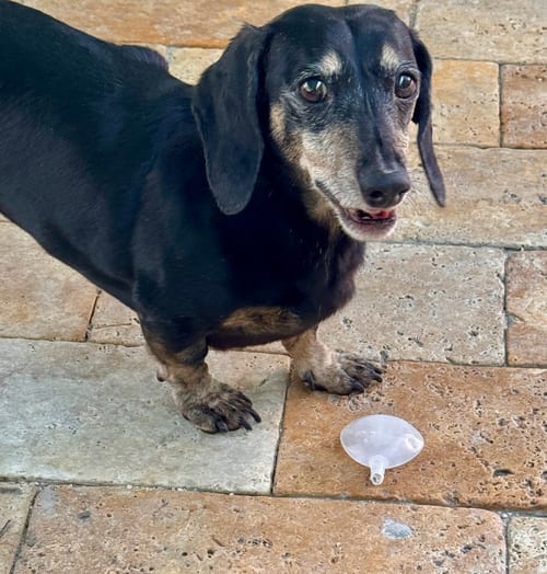 Photo of Shorty, adoptable senior Dachshund in Weston, Florida