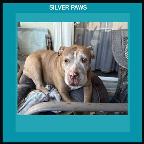Photo of Blueberry, adoptable senior American Pit Bull Terrier in Royal Palm Beach, Florida