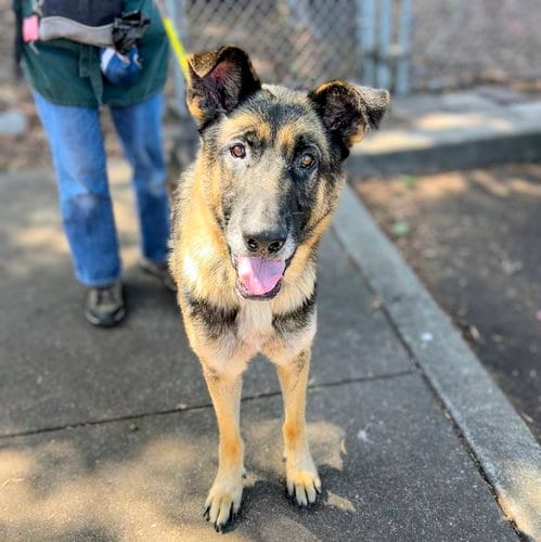 Photo of August, adoptable senior German Shepherd Dog in Oakland, California