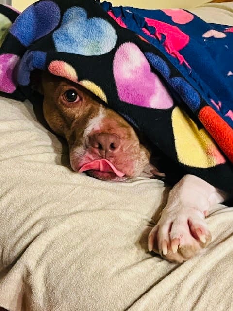 Photo of Coco Ross, adoptable senior Pit Bull Terrier in Princeton, Minnesota