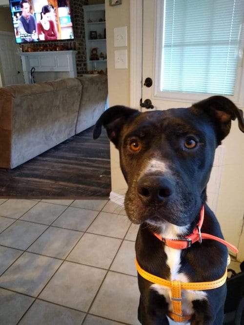 Buddy (Reduced Rover), adoptable senior Labrador Retriever in New Orleans, LA