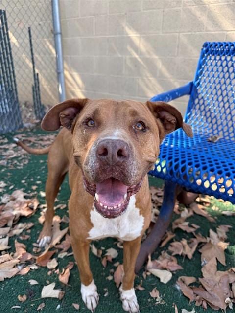 Photo of Lady, adoptable senior American Pit Bull Terrier in Chula Vista, California